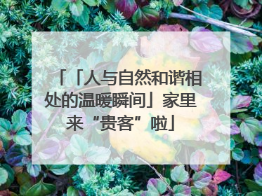 「人与自然和谐相处的温暖瞬间」家里来“贵客”啦
