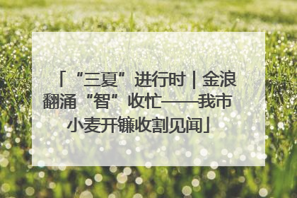 “三夏”进行时｜金浪翻涌“智”收忙——我市小麦开镰收割见闻