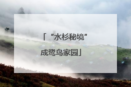 “水杉秘境”成鹭鸟家园