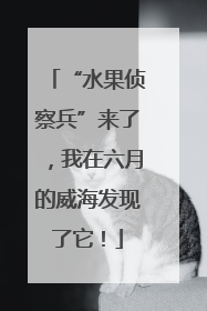 “水果侦察兵”来了，我在六月的威海发现了它！