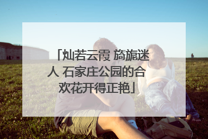 灿若云霞 旖旎迷人 石家庄公园的合欢花开得正艳