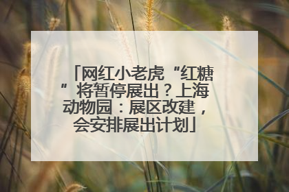 网红小老虎“红糖”将暂停展出？上海动物园：展区改建，会安排展出计划