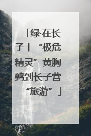 绿·在长子丨“极危精灵”黄胸鹀到长子营“旅游”