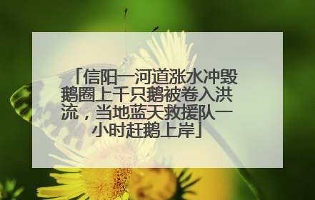 信阳一河道涨水冲毁鹅圈上千只鹅被卷入洪流，当地蓝天救援队一小时赶鹅上岸