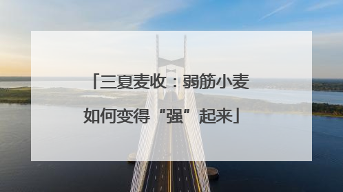 三夏麦收：弱筋小麦如何变得“强”起来