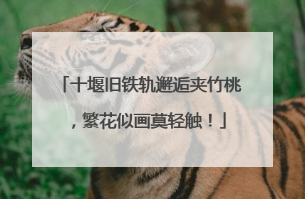 十堰旧铁轨邂逅夹竹桃，繁花似画莫轻触！