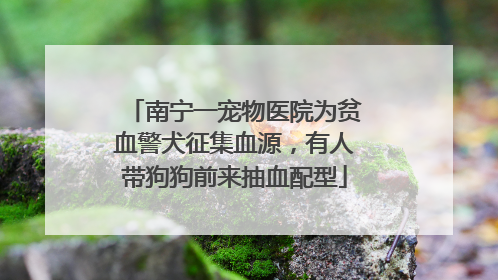 南宁一宠物医院为贫血警犬征集血源，有人带狗狗前来抽血配型