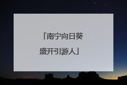 南宁向日葵盛开引游人