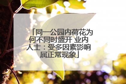 同一公园内荷花为何不同时盛开 业内人士：受多因素影响 属正常现象
