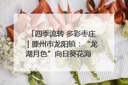 四季流转 多彩枣庄｜滕州市龙阳镇：“龙湖月色”向日葵花海 绘就乡村振兴新画卷