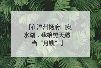 在温州杨府山奥水湖，我给黑天鹅当“月嫂”