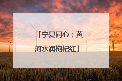 宁夏同心：黄河水润枸杞红