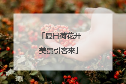 夏日荷花开 美景引客来