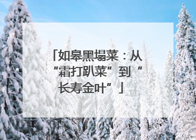 如皋黑塌菜：从“霜打趴菜”到“长寿金叶”