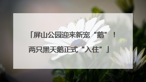 屏山公园迎来新宠“鹅”！两只黑天鹅正式“入住”