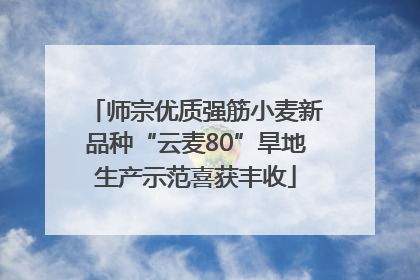 师宗优质强筋小麦新品种“云麦80”旱地生产示范喜获丰收