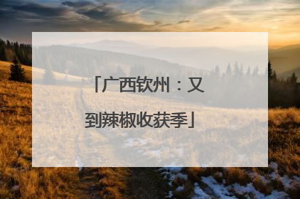 广西钦州：又到辣椒收获季
