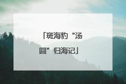 斑海豹“汤圆”归海记