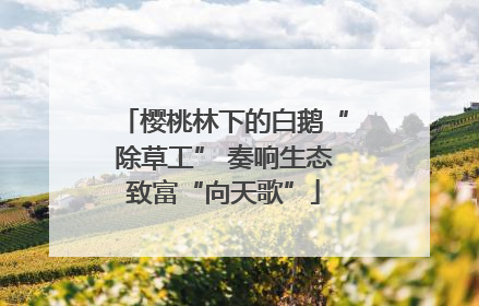 樱桃林下的白鹅“除草工” 奏响生态致富“向天歌”