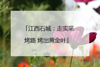江西石城：走实采烤路 烤出黄金叶