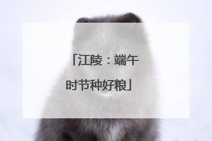 江陵：端午时节种好粮
