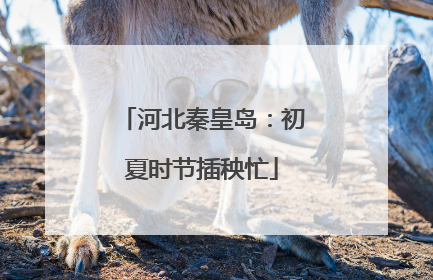 河北秦皇岛：初夏时节插秧忙