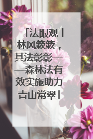法眼观丨林风簌簌，其法彰彰——森林法有效实施助力青山常翠