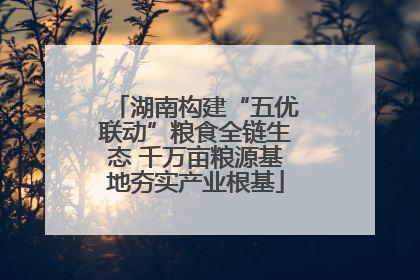 湖南构建“五优联动”粮食全链生态 千万亩粮源基地夯实产业根基