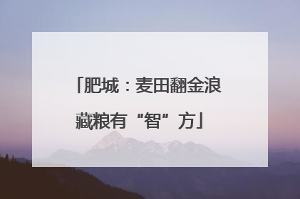 肥城：麦田翻金浪藏粮有“智”方