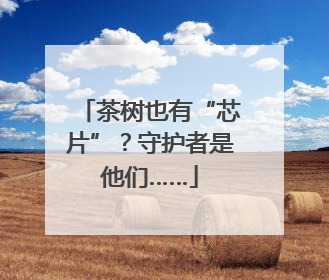 茶树也有“芯片”？守护者是他们……