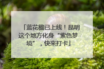 蓝花楹已上线！昆明这个地方化身“紫色梦境”，快来打卡