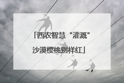 西农智慧“灌溉” 沙漠樱桃别样红