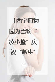西宁植物园为雪豹“凌小蛰”庆祝“新生”