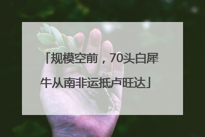规模空前，70头白犀牛从南非运抵卢旺达