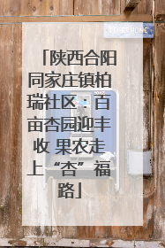 陕西合阳同家庄镇柏瑞社区：百亩杏园迎丰收 果农走上“杏”福路