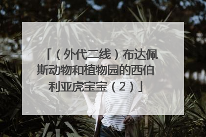 （外代二线）布达佩斯动物和植物园的西伯利亚虎宝宝（2）