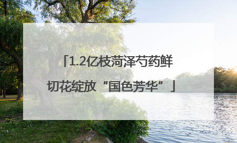 1.2亿枝菏泽芍药鲜切花绽放“国色芳华”